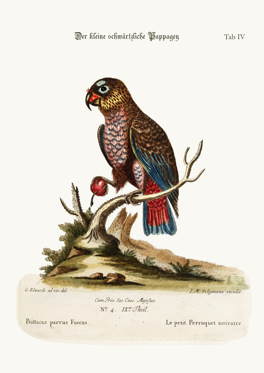 Il piccolo pappagallo scuro, 1749-73 da George Edwards
