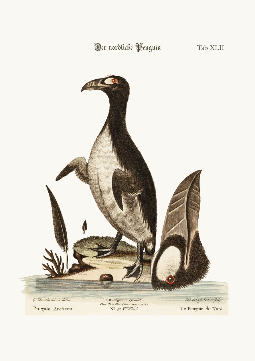 Il pinguino del nord, 1749-73 da George Edwards