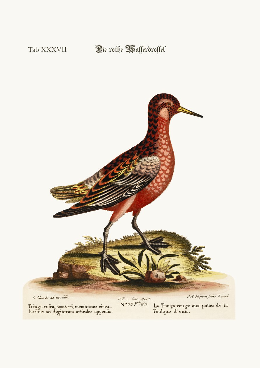 Il Tringa dalle Zampe Rosse, 1749-73 da George Edwards