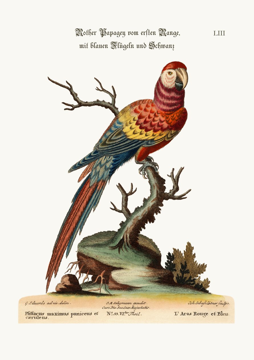 Il pappagallo rosso e blu, 1749-73 da George Edwards