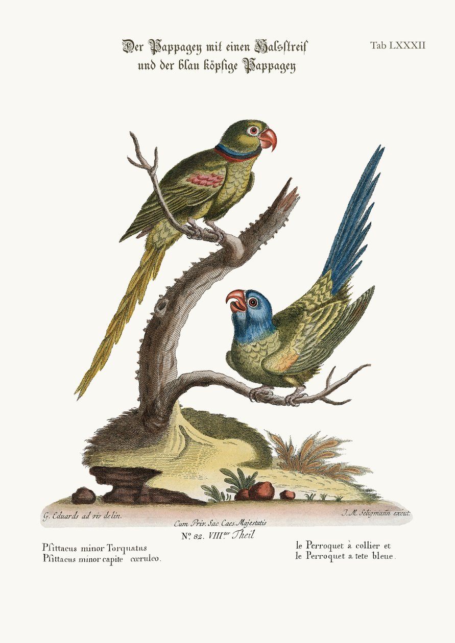 Il Parrocchetto ad Anello e il Parrocchetto Testa Blu, 1749-73 da George Edwards