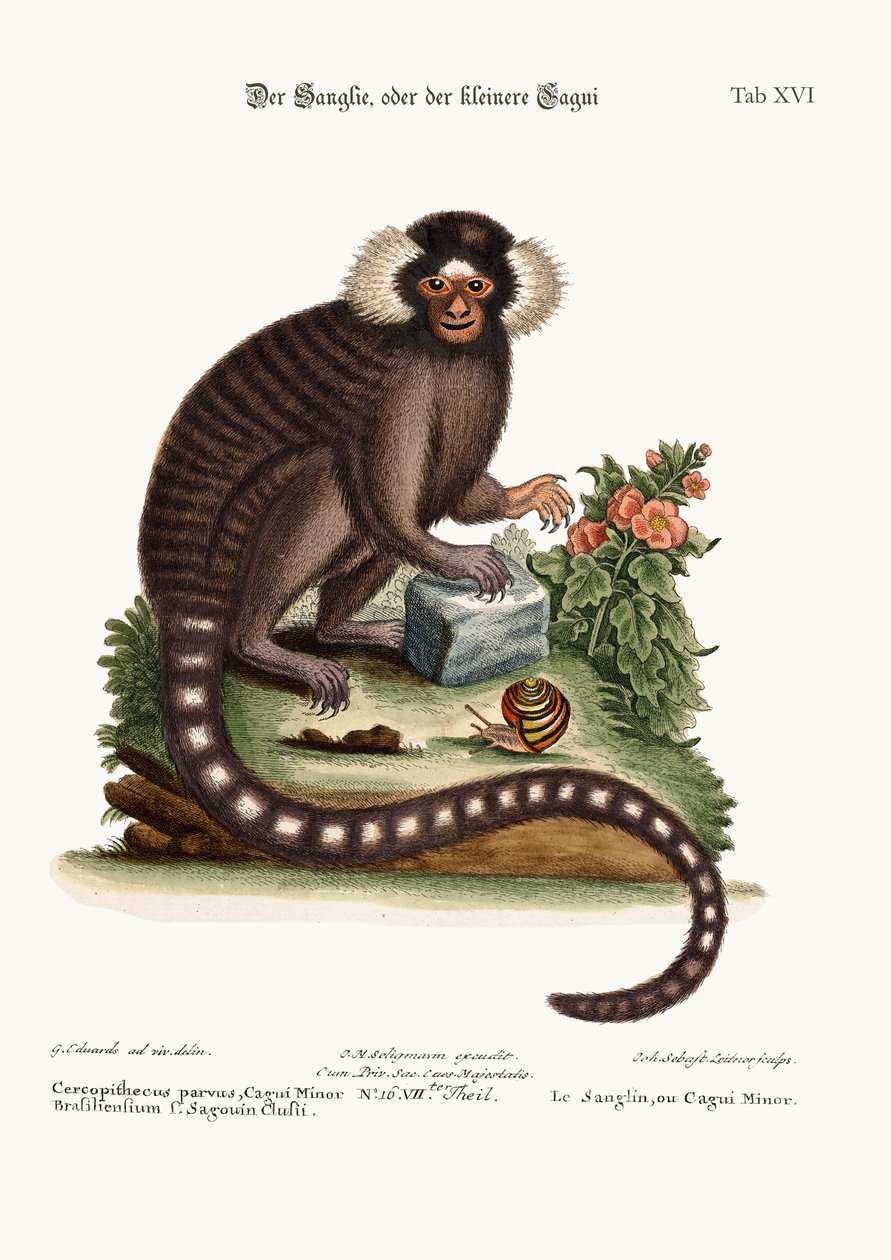 Il Sanglin, o Cagui Minore, 1749-73 da George Edwards