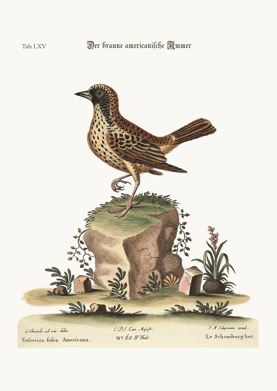 Lo Schomburger, 1749-73 da George Edwards