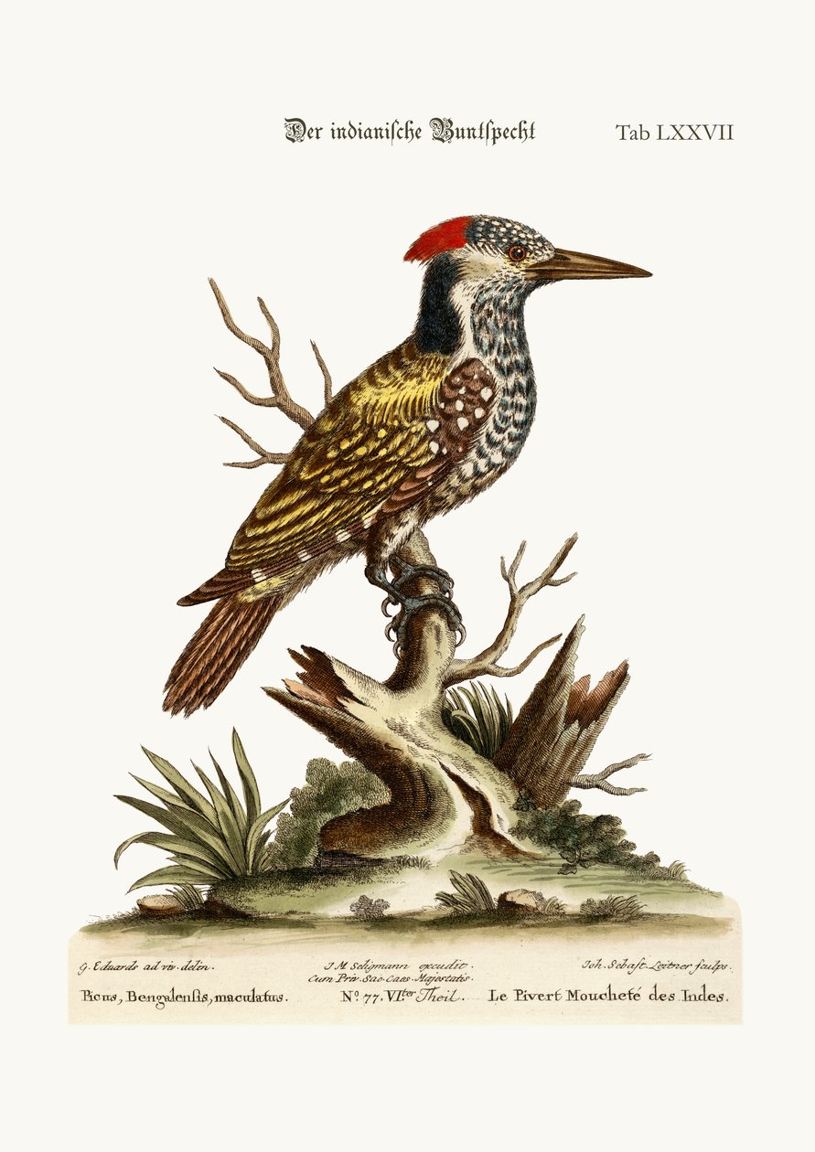 Il picchio indiano maculato, 1749-73 da George Edwards