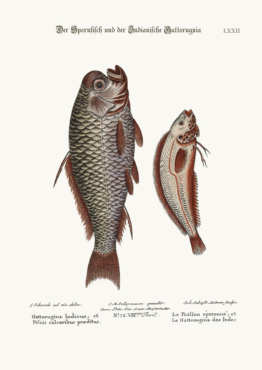 Il pesce sperone e il Gattorugina indiano, 1749-73 da George Edwards