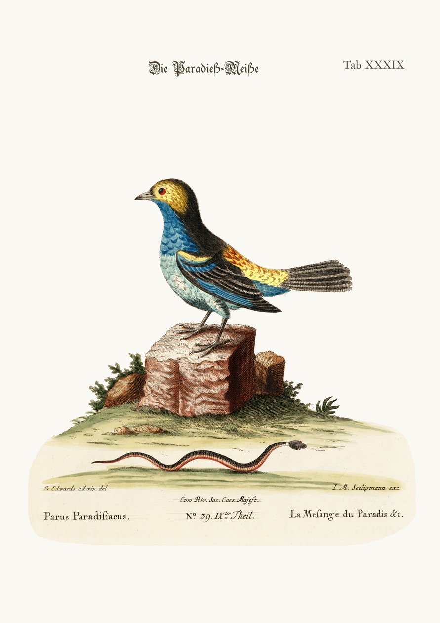 Il tit-mouse del paradiso, 1749-73 da George Edwards