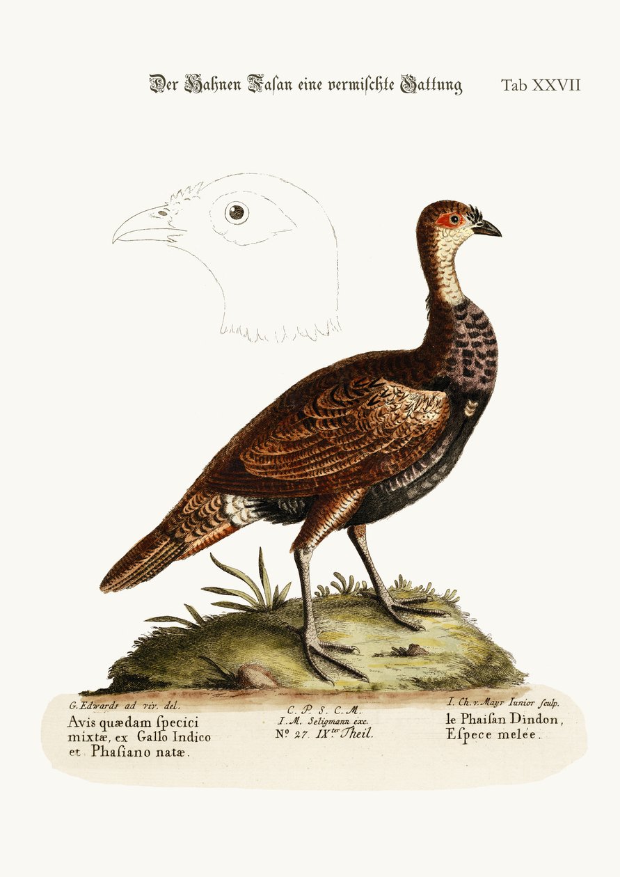 Il tacchino-fagiano, una specie mista, 1749-73 da George Edwards