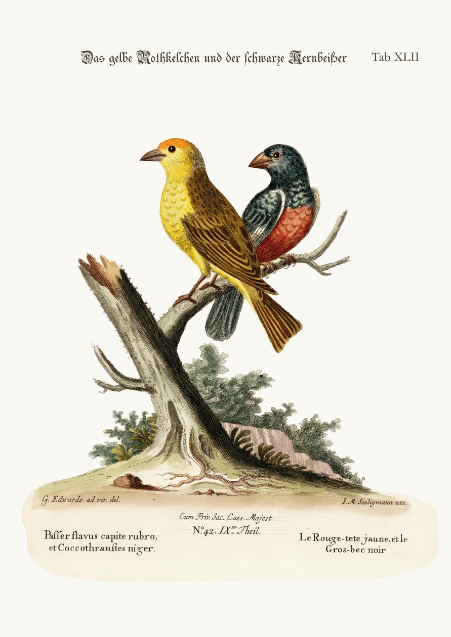 Il cardellino giallo e il grosbecco nero, 1749-73 da George Edwards