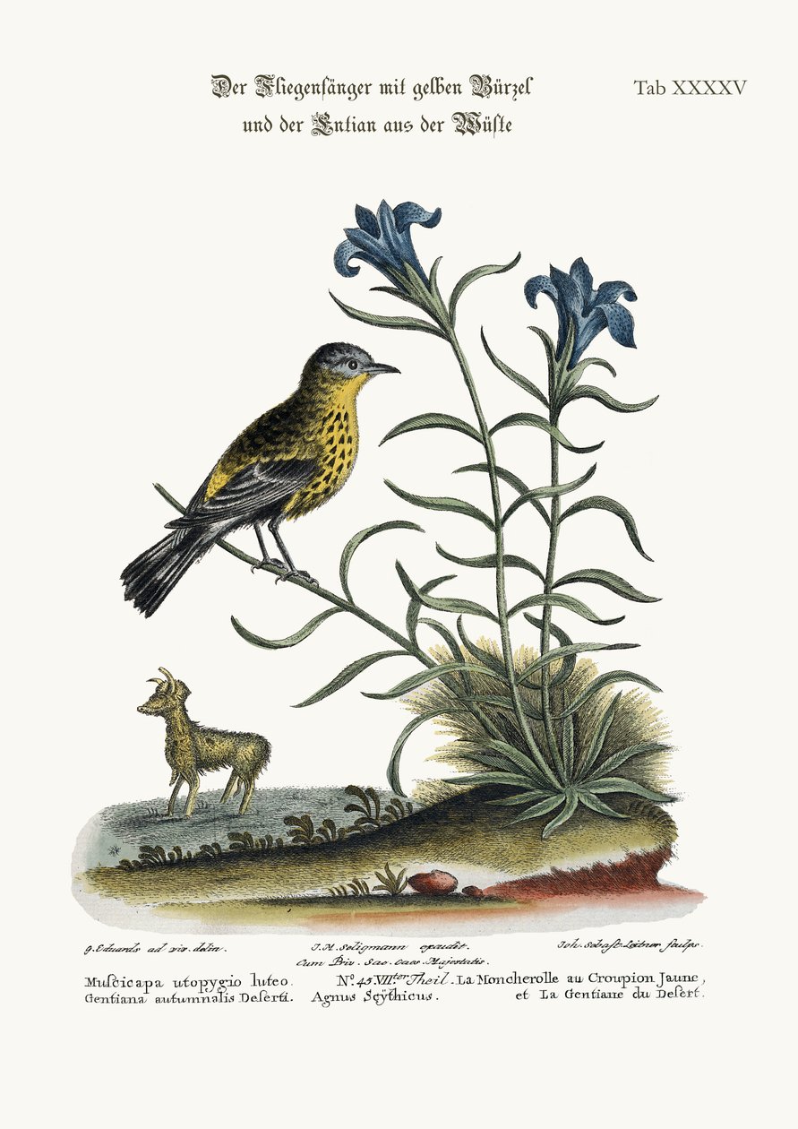 Il pigliamosche dal groppone giallo e la genziana del deserto, 1749-73 da George Edwards