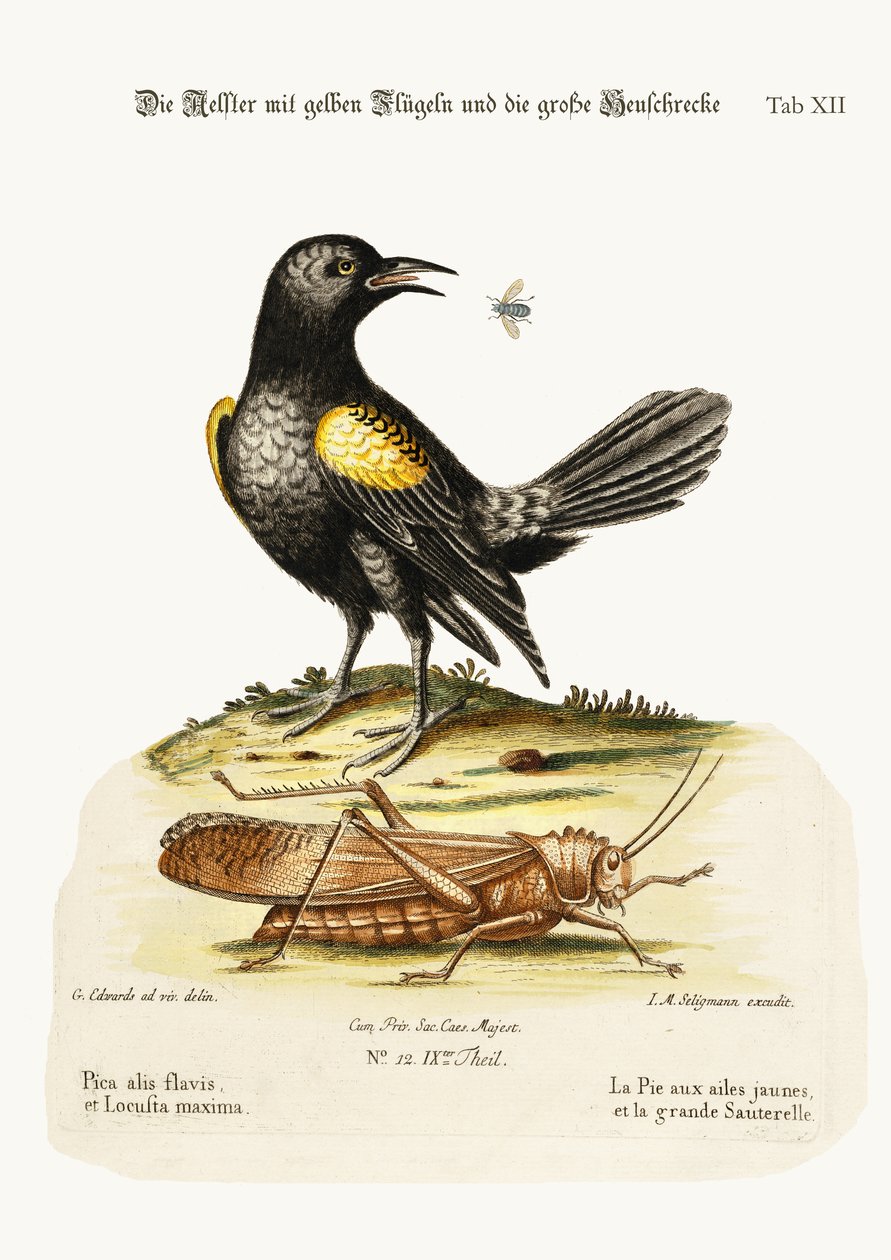 Il pappagallo dalle ali gialle e la locusta più grande, 1749-73 da George Edwards