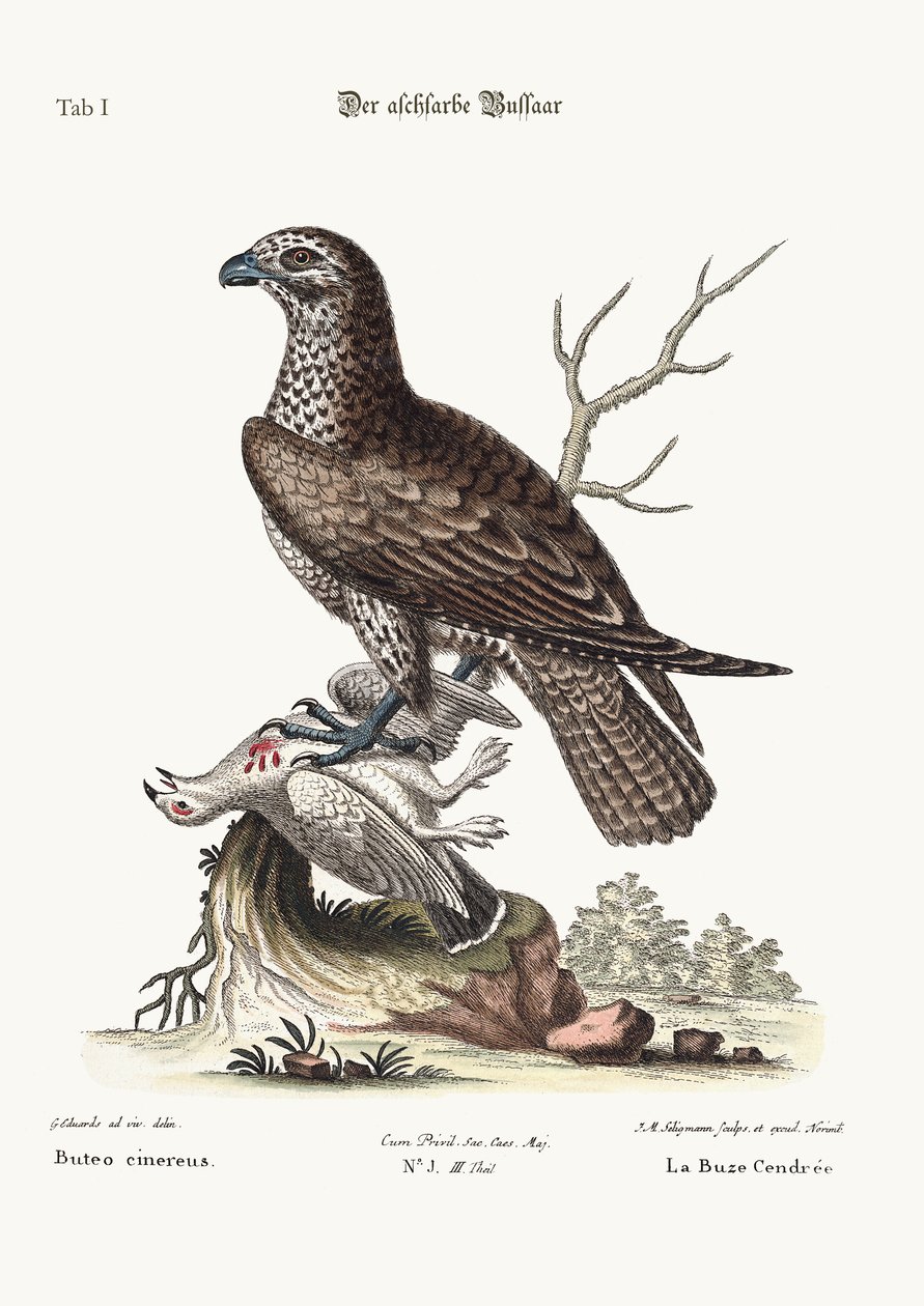 Il falco cenerino, 1749-73 da George Edwards
