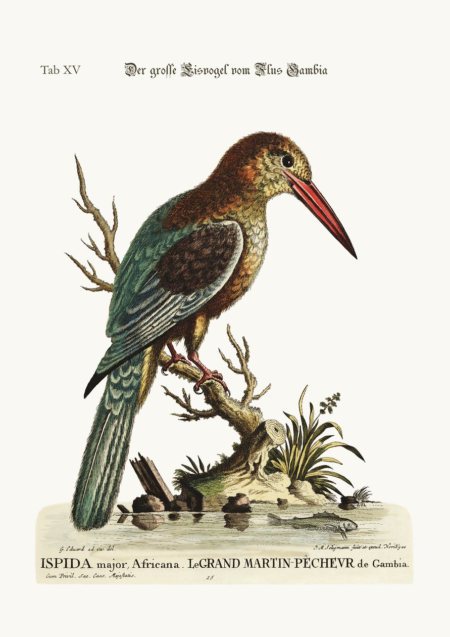 Il grande Martin pescatore dal fiume Gambia da George Edwards