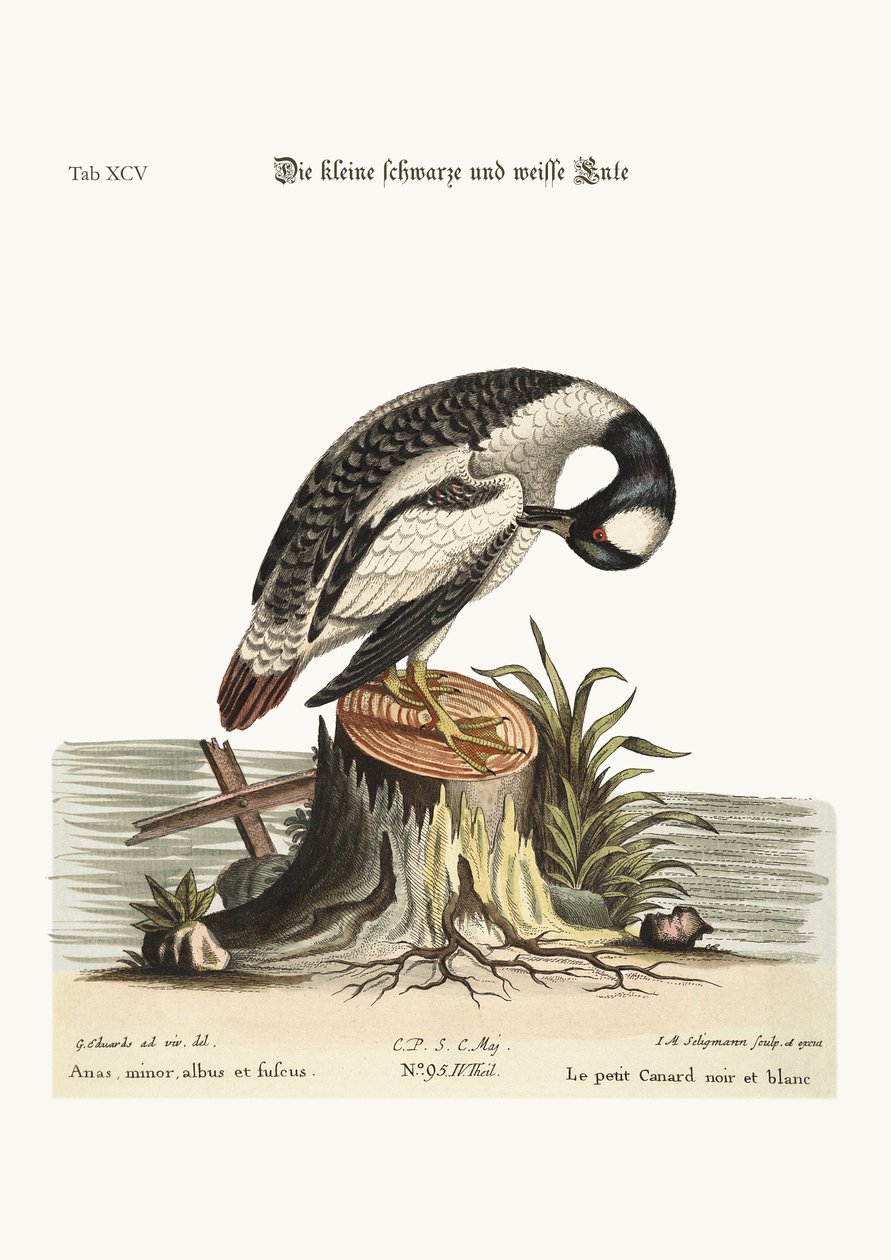 La piccola anatra bianca e nera, 1749-73 da George Edwards