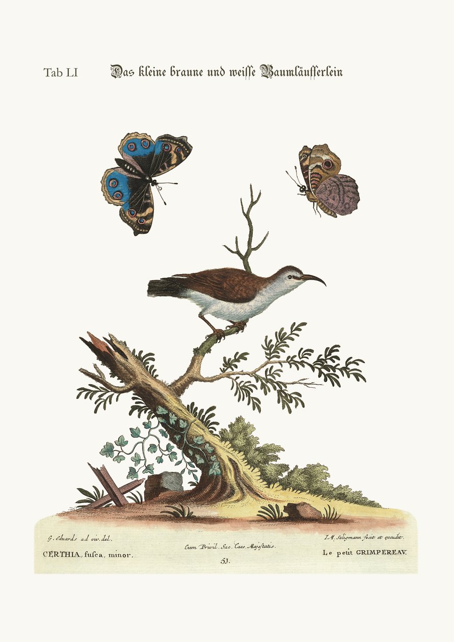 Il piccolo rampichino marrone e bianco, 1749-73 da George Edwards