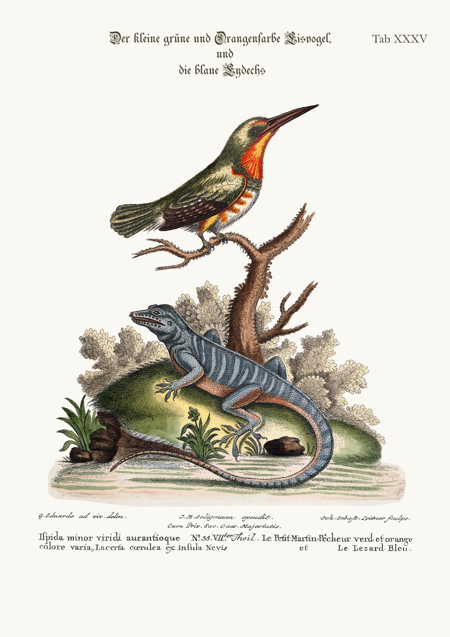 Il piccolo Martin pescatore verde e arancione e la lucertola blu, 1749-73 da George Edwards