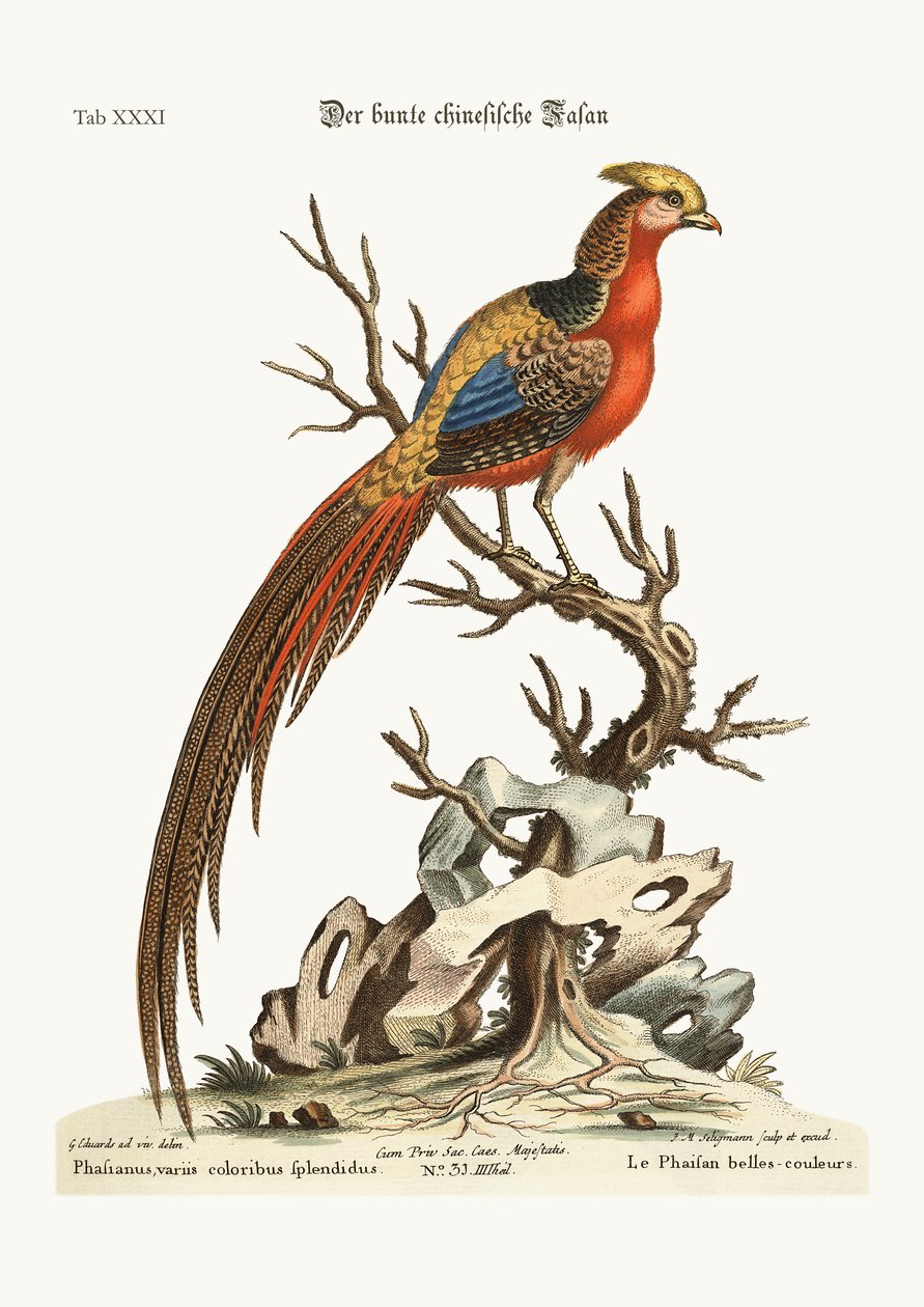 Il fagiano dipinto dalla Cina, 1749-73 da George Edwards