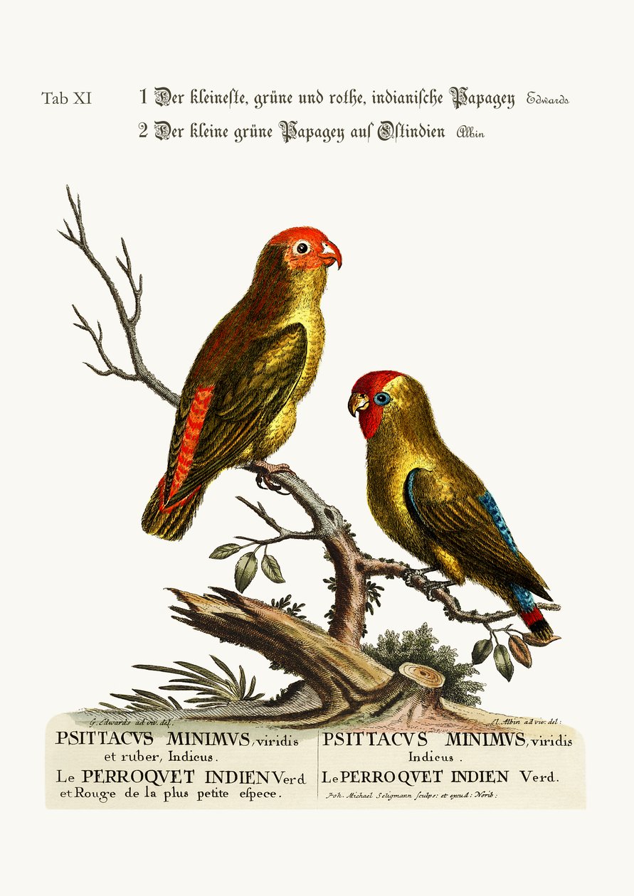 Il più piccolo parrocchetto verde e rosso indiano. Il piccolo pappagallo verde dell