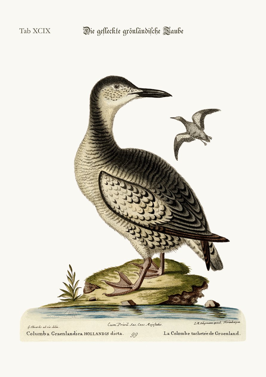 La Colomba Maculata della Groenlandia, 1749-73 da George Edwards
