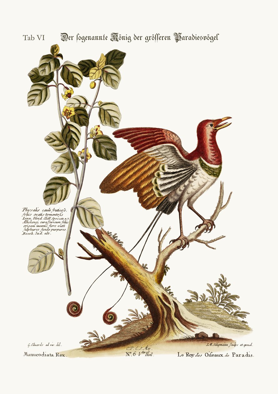 Il presunto Re dei grandi Uccelli del Paradiso, 1749-73 da George Edwards