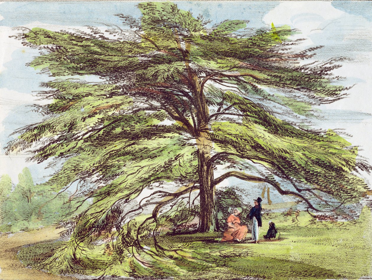 Il cedro del Libano nell