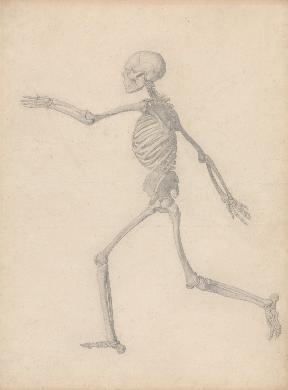 Esposizione anatomica comparativa della struttura del corpo umano con quella di una tigre e di un pollo comune: scheletro umano, vista laterale (vicino allo studio finale per la tavola III ma differisce nei dettagli) da George Stubbs