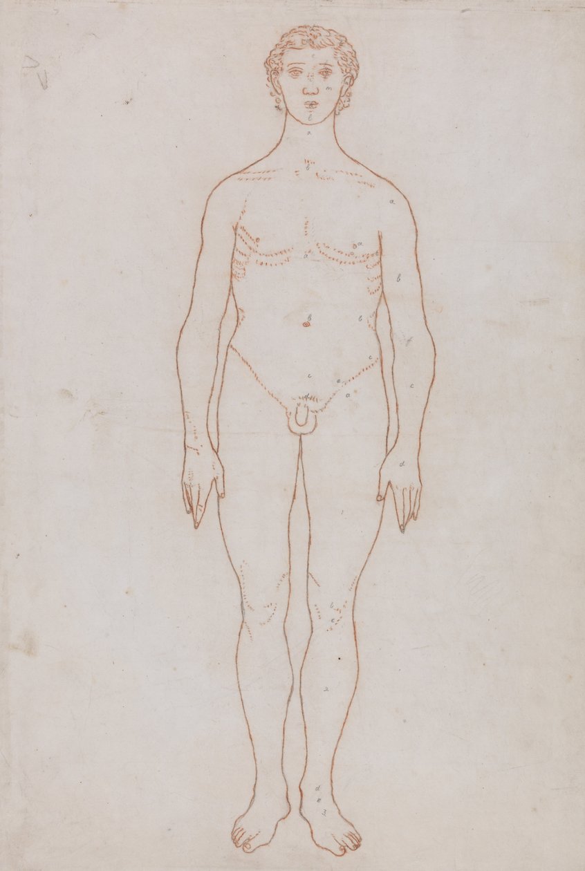 Esposizione Anatomica Comparativa della Struttura del Corpo Umano con quella di una Tigre e di un Co... da George Stubbs