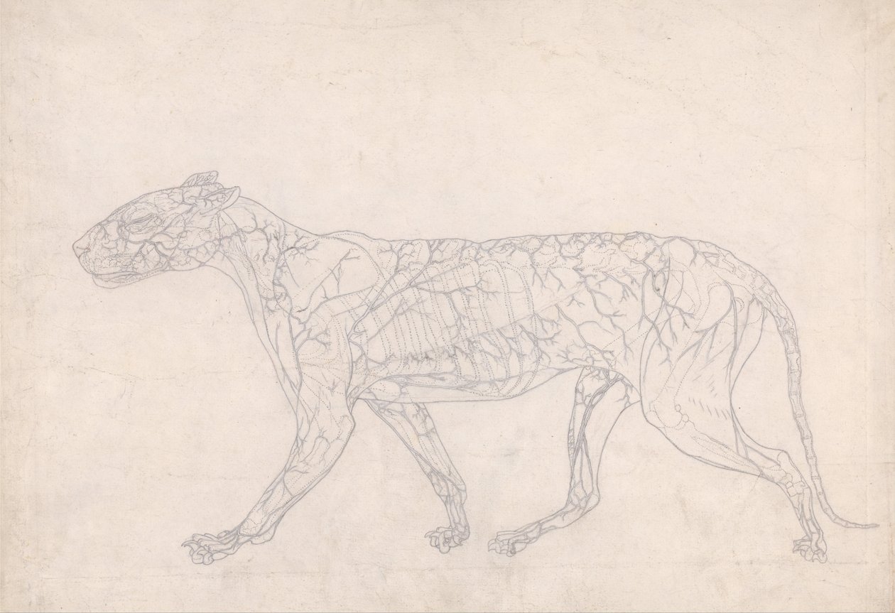 Esposizione Anatomica Comparativa della Struttura del Corpo Umano con quella di una Tigre e di un Co... da George Stubbs