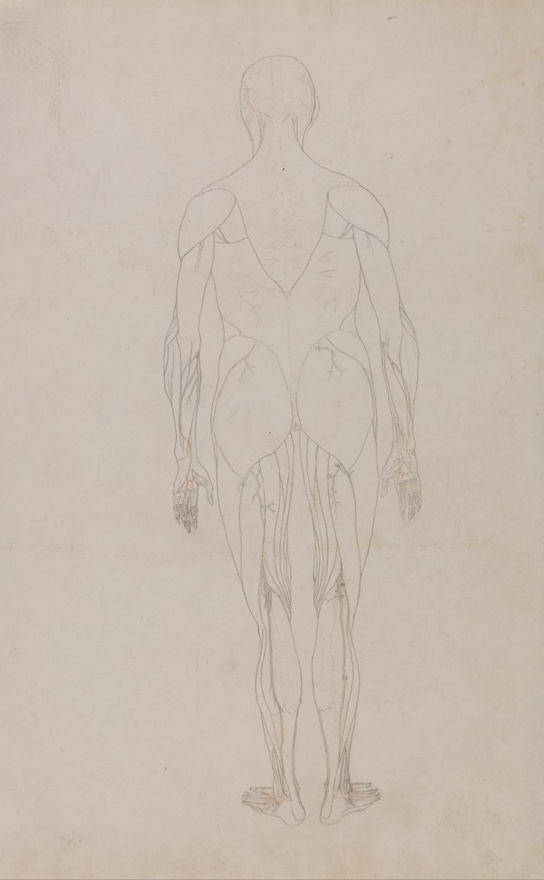 Esposizione anatomica comparativa della struttura del corpo umano con quella di una tigre e di un co... da George Stubbs