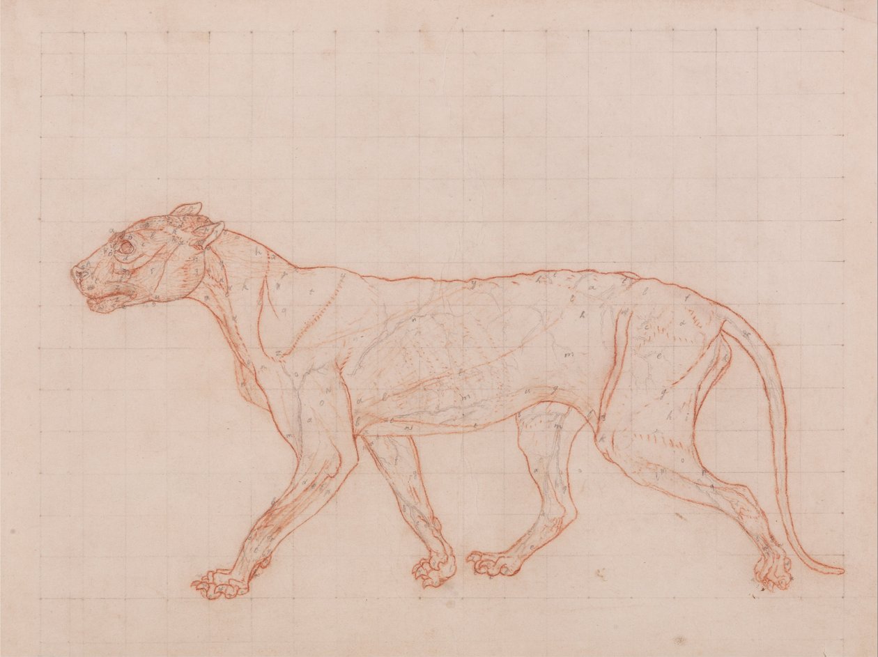 Esposizione anatomica comparativa della struttura del corpo umano con quella di una tigre e di un co... da George Stubbs