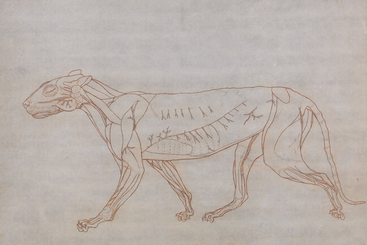 Esposizione anatomica comparativa della struttura del corpo umano con quella di una tigre e un co... da George Stubbs