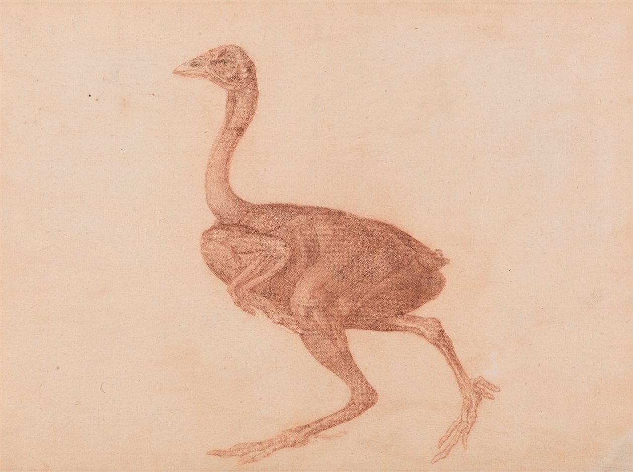 Esposizione anatomica comparativa della struttura del corpo umano con quella di una tigre e un co... da George Stubbs