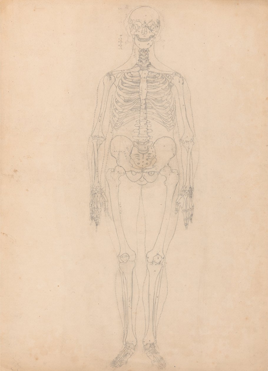 Esposizione anatomica comparativa della struttura del corpo umano con quella di una tigre e di un co... da George Stubbs