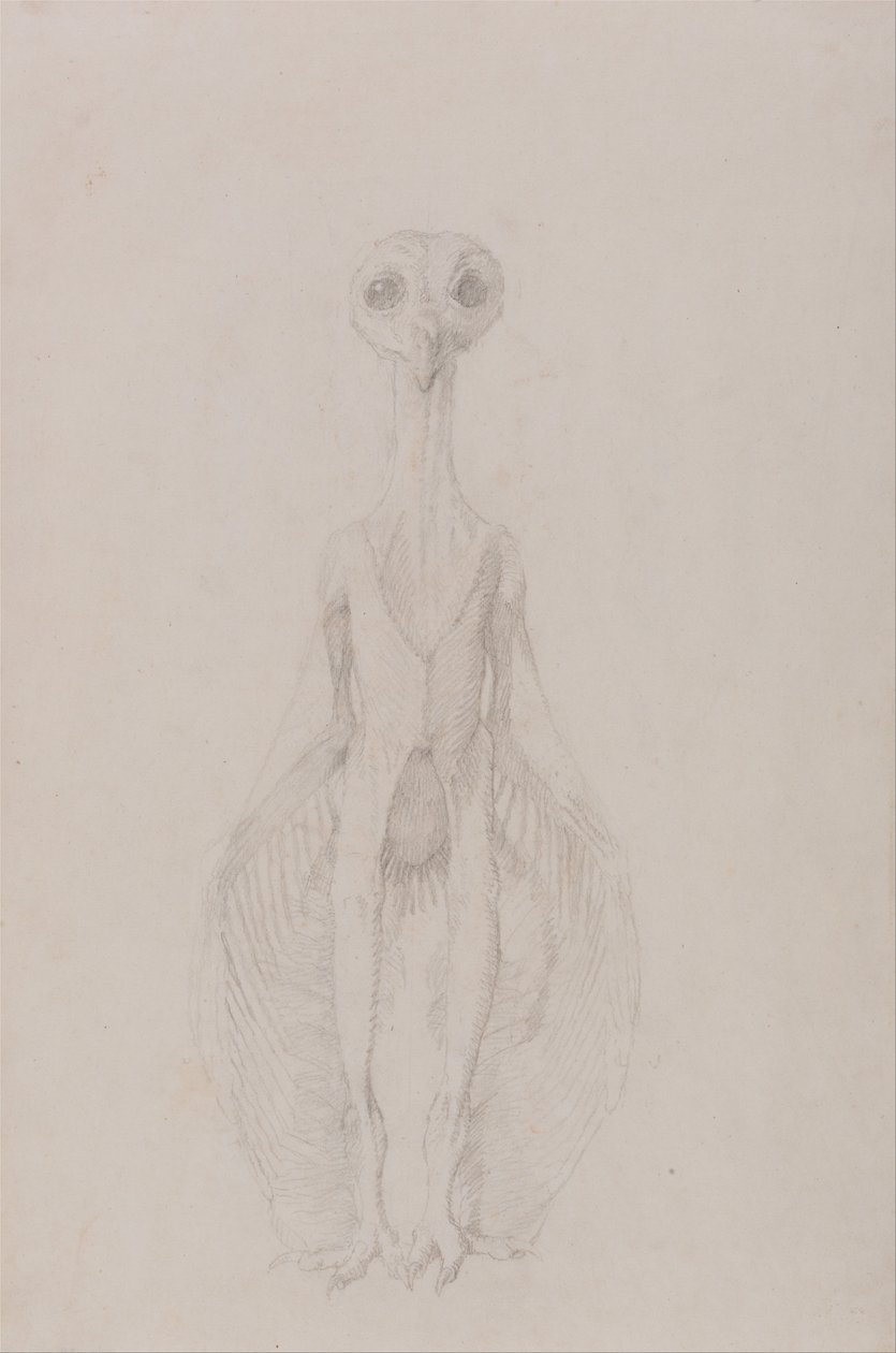 Esposizione anatomica comparativa della struttura del corpo umano con quella di una tigre e di un co... da George Stubbs