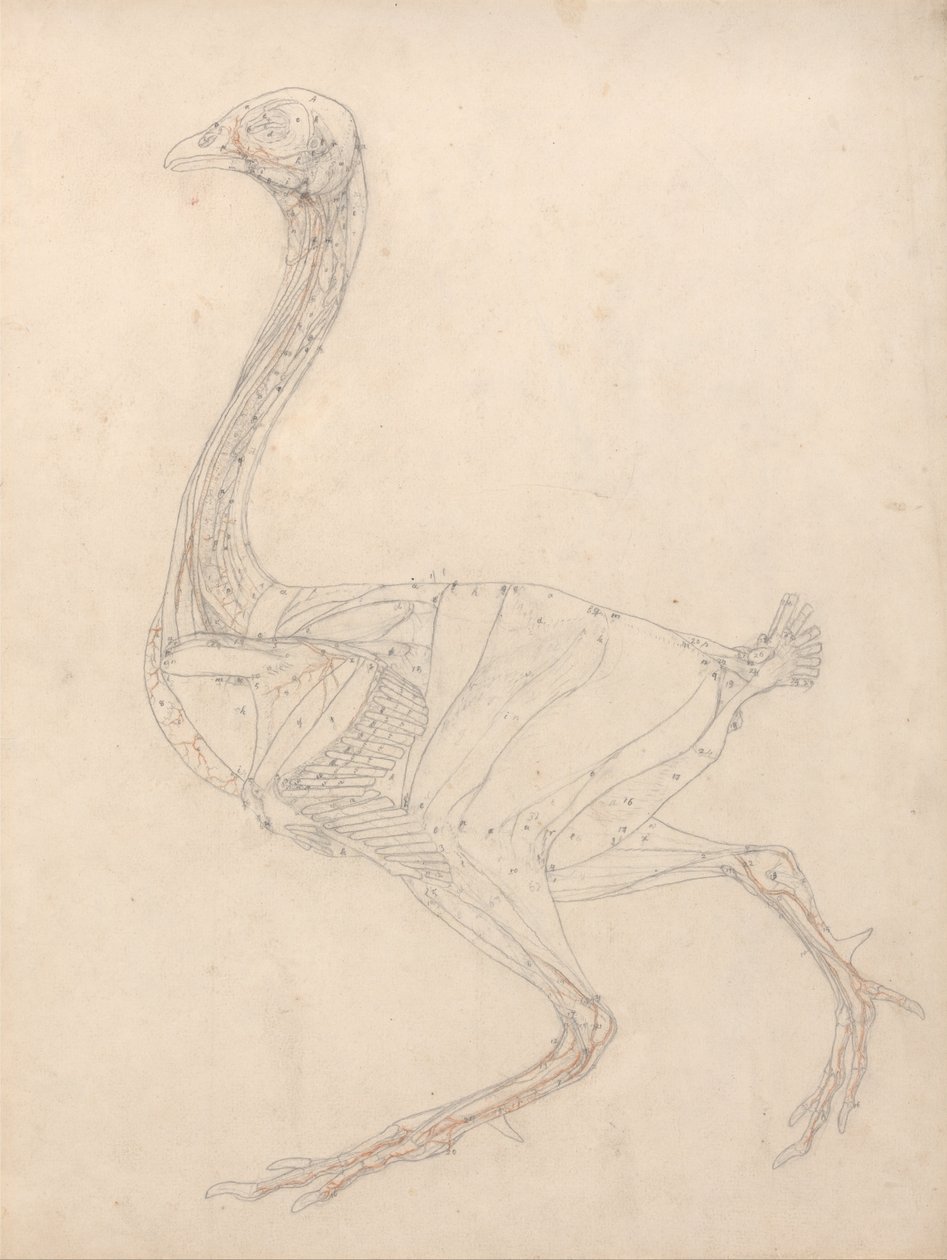 Esposizione anatomica comparativa della struttura del corpo umano con quella di una tigre e di un co... da George Stubbs