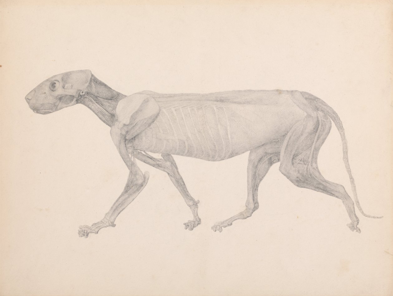 Esposizione Anatomica Comparativa della Struttura del Corpo Umano con quella di una Tigre e un Co... da George Stubbs
