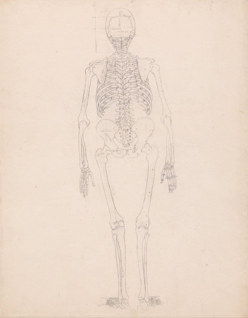 Esposizione anatomica comparativa della struttura del corpo umano con quella di una tigre e di un co... da George Stubbs