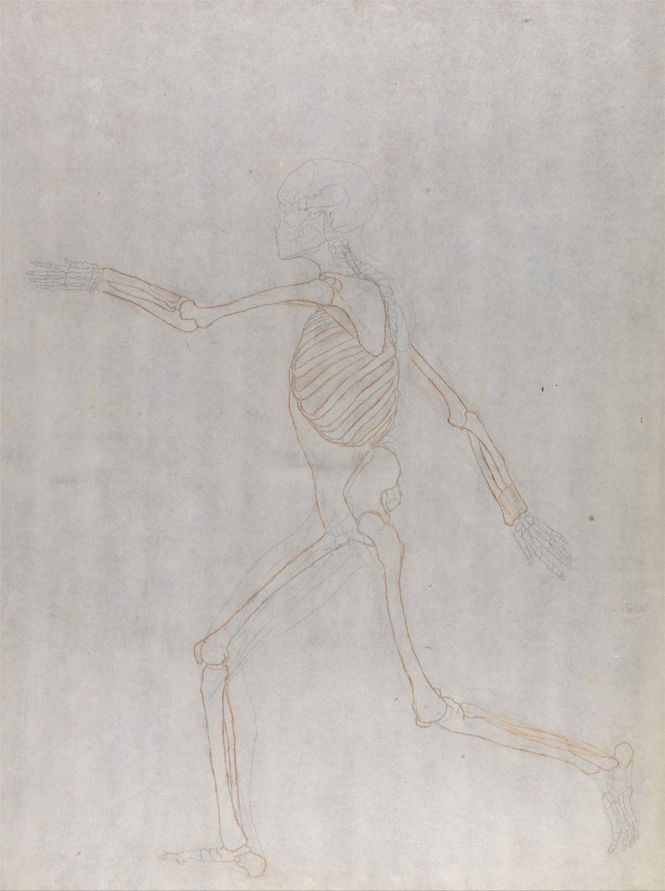 Esposizione anatomica comparativa della struttura del corpo umano con quella di una tigre e di un co... da George Stubbs
