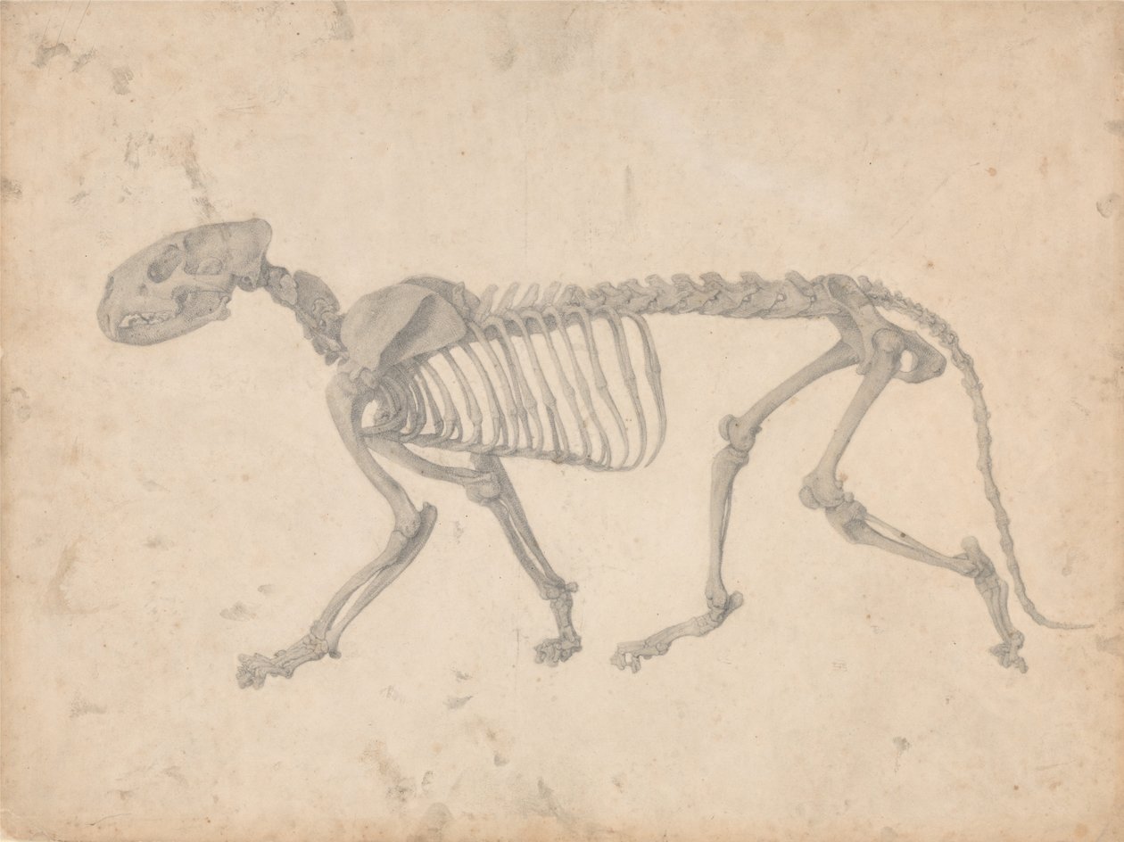 Esposizione anatomica comparativa della struttura del corpo umano con quella di una tigre da George Stubbs
