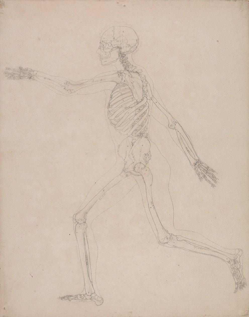 Esposizione Anatomica Comparativa della Struttura del Corpo Umano con quella di una Tigre e di un Co... da George Stubbs