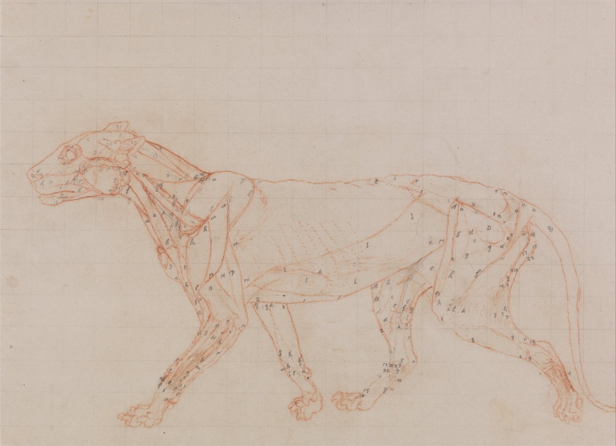 Esposizione anatomica comparativa della struttura del corpo umano con quella di una tigre e un co... da George Stubbs