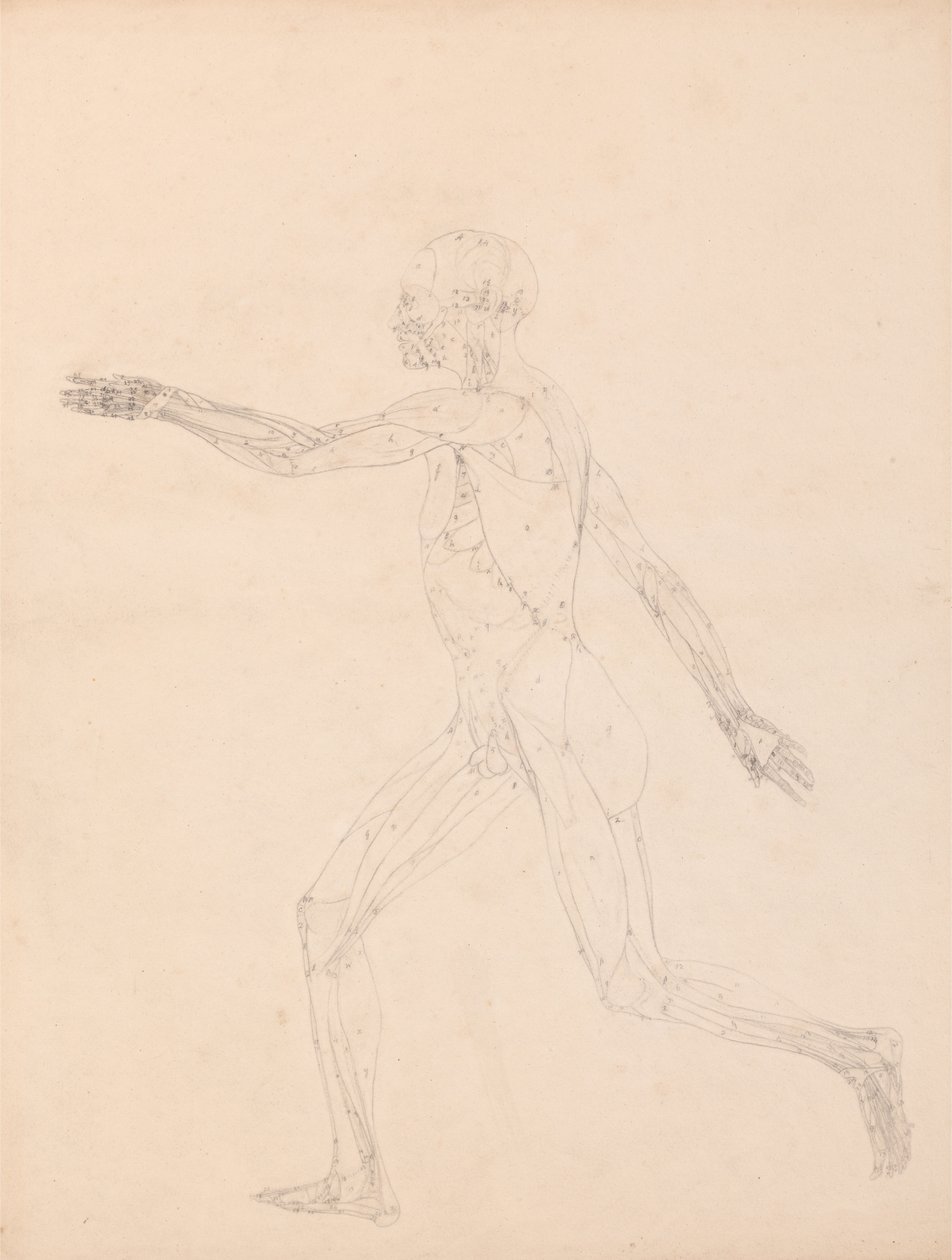 Esposizione anatomica comparativa della struttura del corpo umano con quella di una tigre e di un co... da George Stubbs