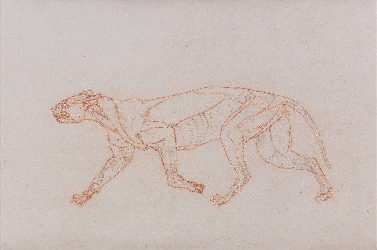 Esposizione anatomica comparativa della struttura del corpo umano con quella di una tigre e di un co... da George Stubbs