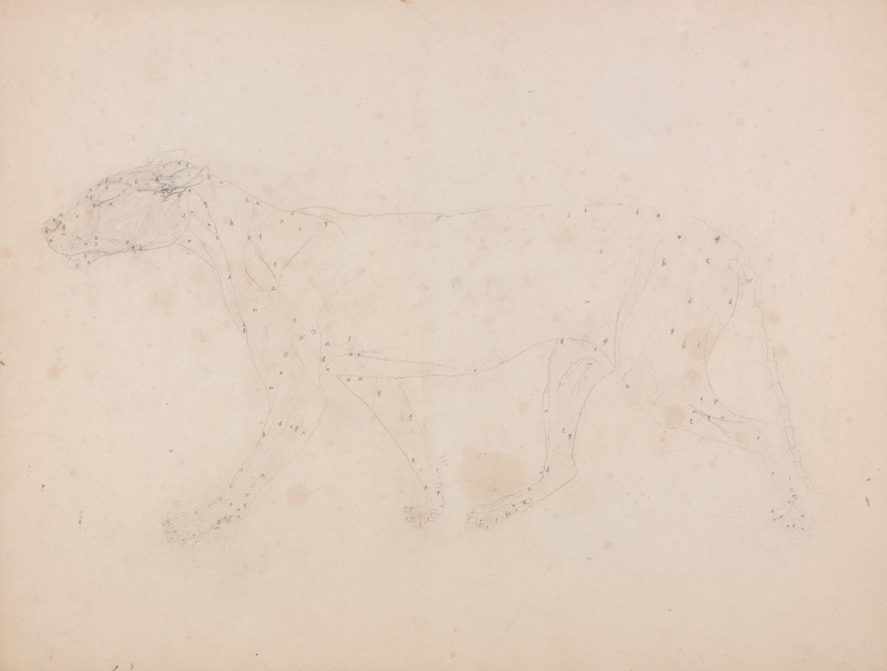 Esposizione anatomica comparativa della struttura del corpo umano con quella di una tigre e un co... da George Stubbs