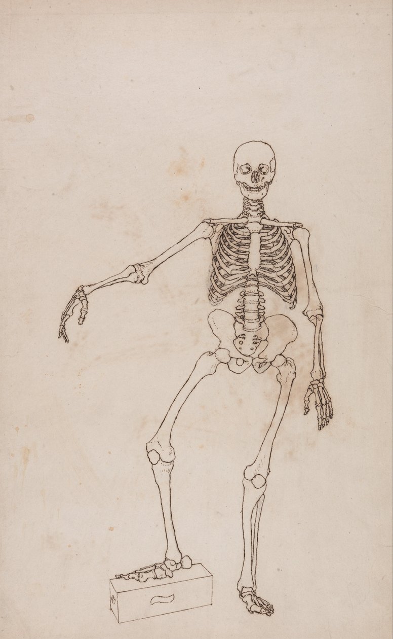 Esposizione anatomica comparativa della struttura del corpo umano con quella di una tigre e un co... da George Stubbs