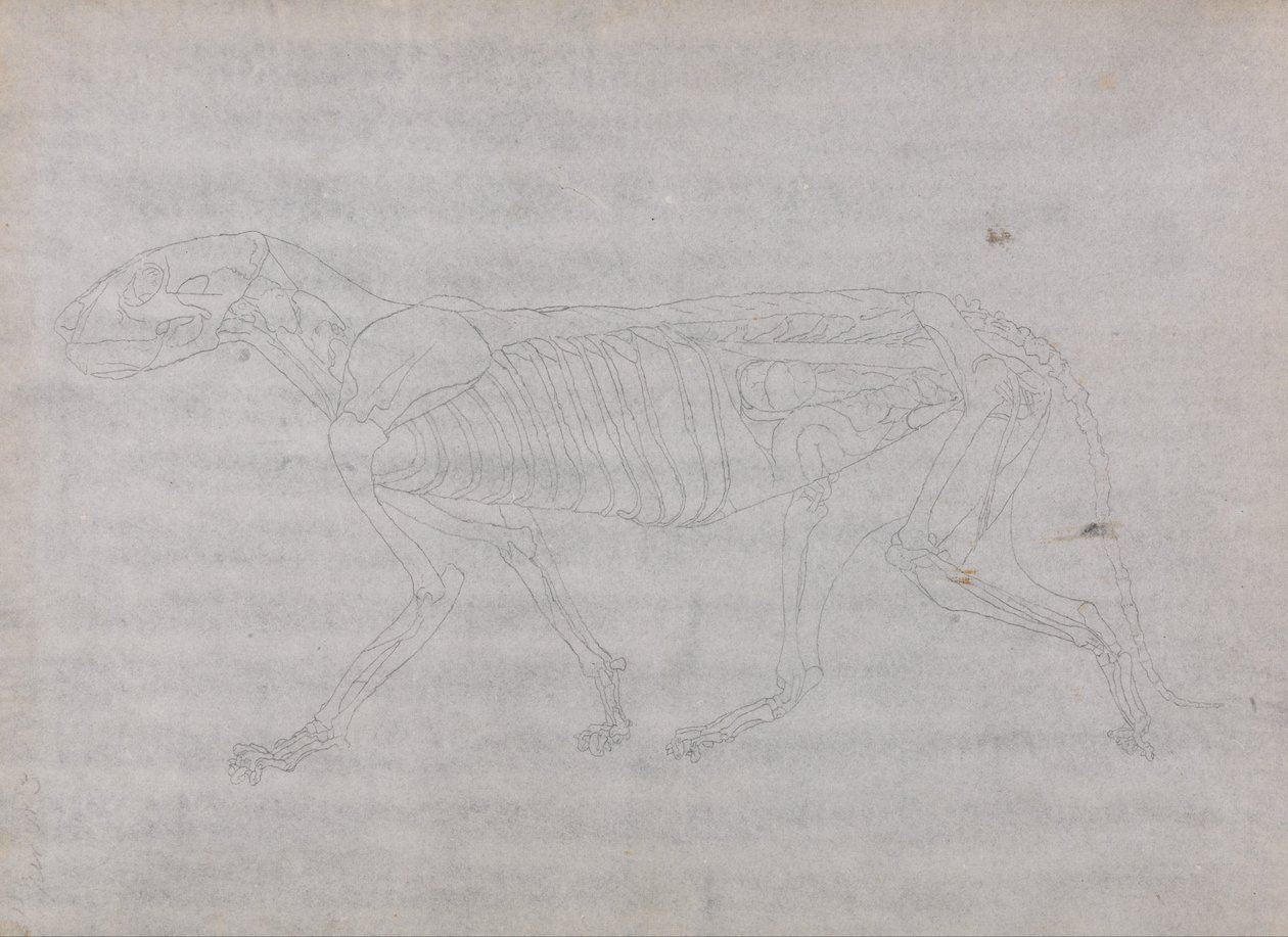 Esposizione anatomica comparativa della struttura del corpo umano con quella di una tigre e un co... da George Stubbs