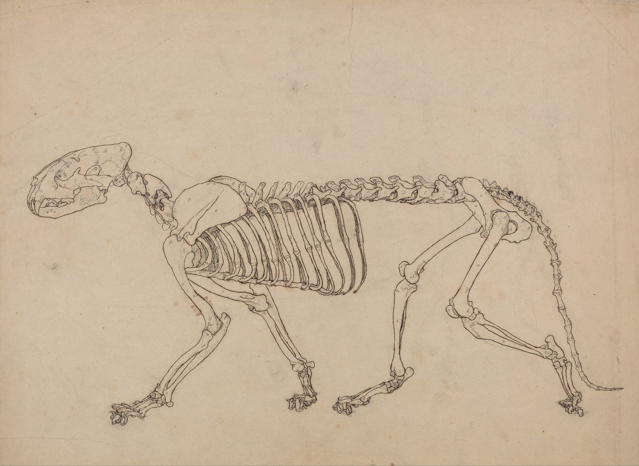 Esposizione anatomica comparativa della struttura del corpo umano con quella di una tigre e un co... da George Stubbs