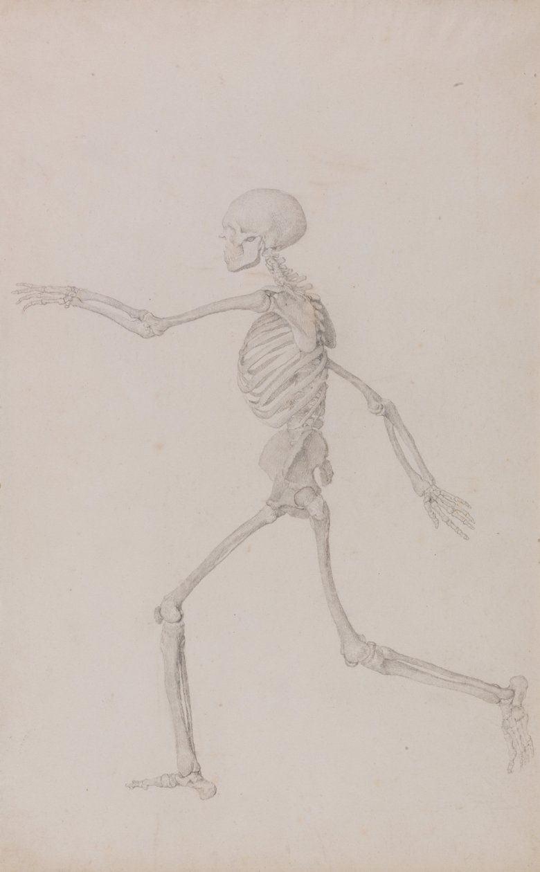 Esposizione anatomica comparativa della struttura del corpo umano con quella di una tigre e un co... da George Stubbs