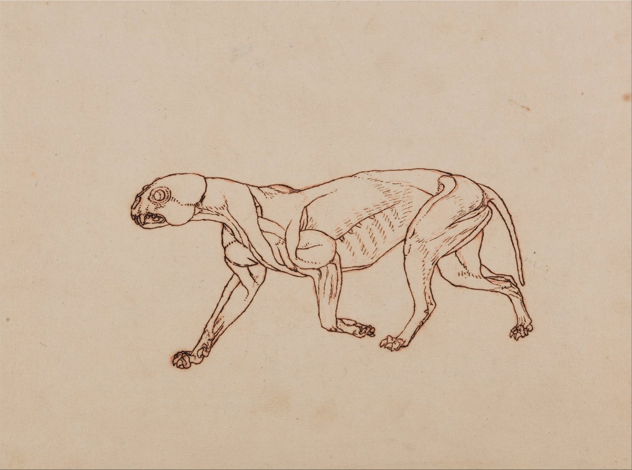 Esposizione anatomica comparativa della struttura del corpo umano con quella di una tigre e un co... da George Stubbs