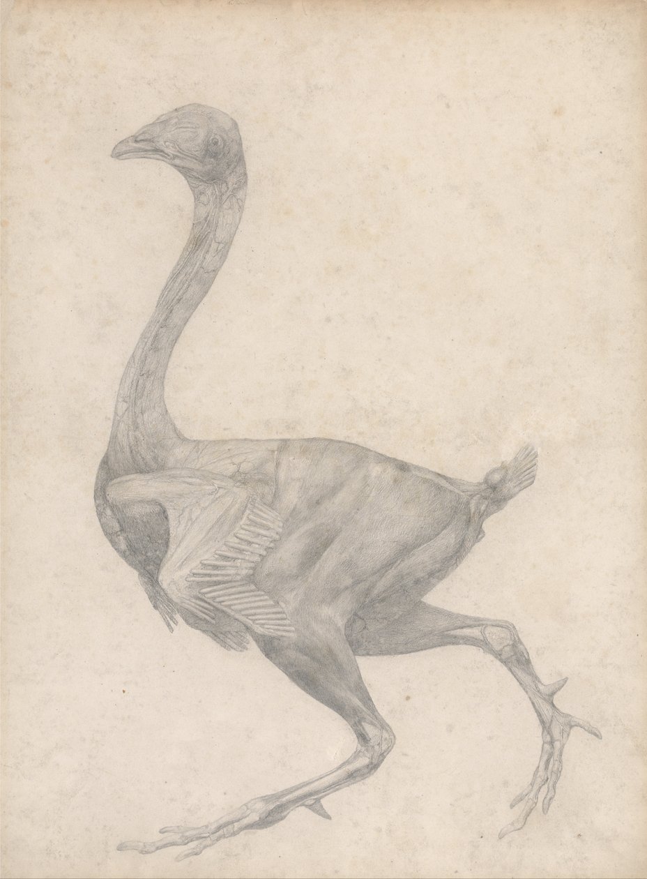 Esposizione anatomica comparativa della struttura del corpo umano con quella di una tigre e un co... da George Stubbs