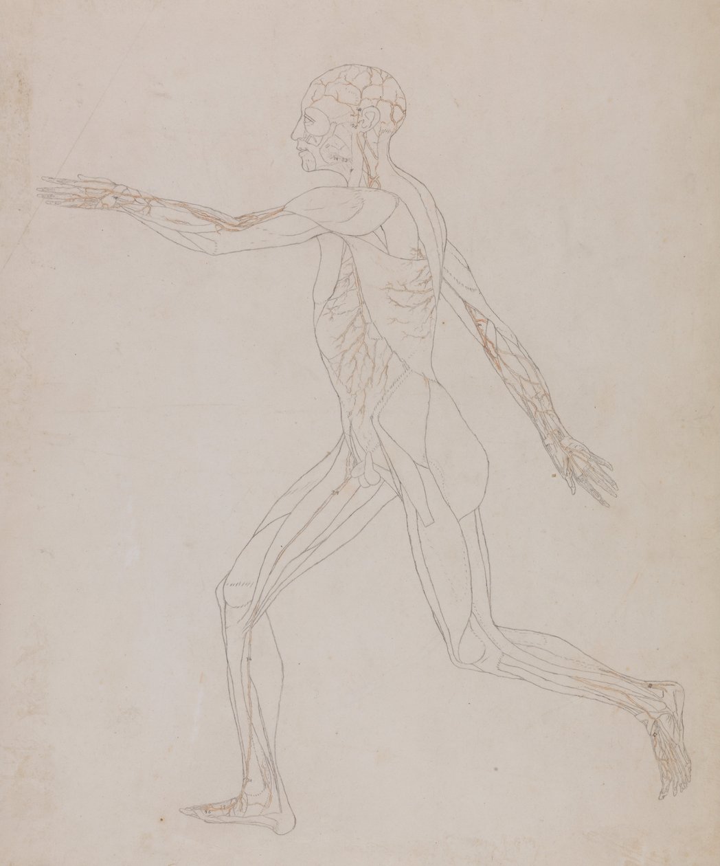 Esposizione anatomica comparativa della struttura del corpo umano con quella di una tigre e di un co... da George Stubbs